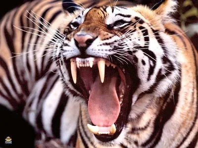 Artman - Обычно тигры не рычат на других животных, но могут с помощью рёва  общаться с другими тиграми издалека. Если тигр собирается нападать, он не  рычит, а фыркает и шипит. | Facebook