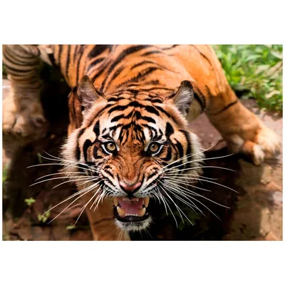Вид на разгневанного тигра в дикой природе | Премиум Фото
