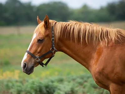 Рыжая лошадь лежит фотография Stock | Adobe Stock