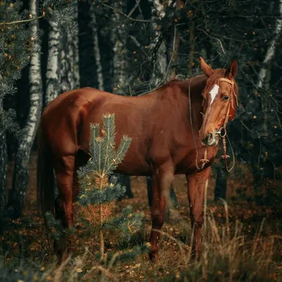 Рыжая лошадь пасется на осеннем …» — создано в Шедевруме
