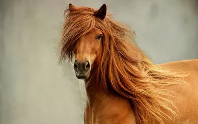 Конно-спортивный магазин Royalhorse - Золотой окрас 💛 Лошади будёновской  породы - обладатели \"золотой\" масти. Вне зависимости, гнедая лошадь или  рыжая, их шерсть всё равно отливает золотом. В солнечный день эти лошади  будто