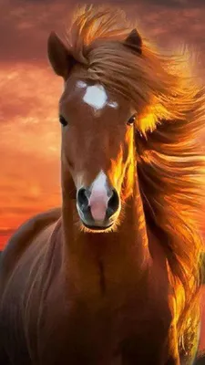 рыжая лошадь :: Юлия Ошуркова – Социальная сеть ФотоКто