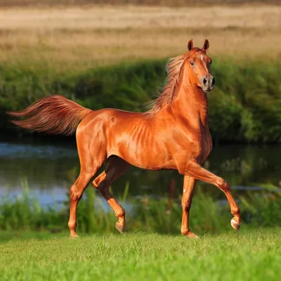 крупный план красивой лошади стоящей на открытом воздухе, картинка рыжая  лошадь, лошадь, красный фон картинки и Фото для бесплатной загрузки