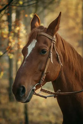 Рыжая Лошадь в лесу | Pferde, Blau, Grün