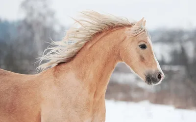 Фотообои Яркая рыжая лошадь артикул Anm-2312 купить в Оренбург|;|9 |  интернет-магазин ArtFresco