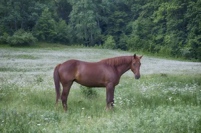 Фризская рыжая лошадь. эстетично, …» — создано в Шедевруме