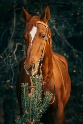 КСК Рыжая Лошадь Абакан