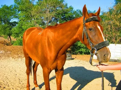 Рыжая лошадь чистокровной породы в …» — создано в Шедевруме