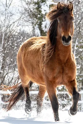 Рыжая лошадь — Фото №234261
