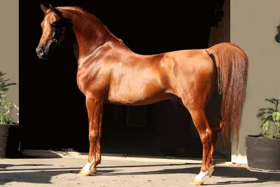 Рыжий конь: описание и фото рыжих лошадей