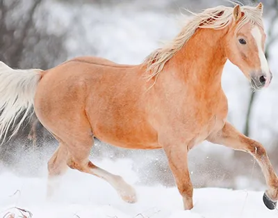 Статуэтка рыжая лошадь 22*19*9 см Гранд Презент SM00556B (ID#1628276751),  цена: 699 ₴, купить на Prom.ua