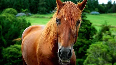 рыжая лошадь смешно лизать забор Стоковое Изображение - изображение  насчитывающей конноспортивно, лошадиный: 217047795