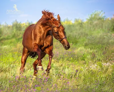 Рыжая Лошадь в Абакане - фото, отзывы 2023, рейтинг, телефон и адрес