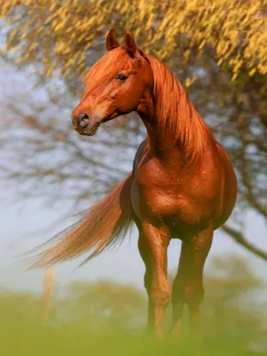 голова лошади с рыжими волосами и ресницами на черном фоне, картинка рыжая  лошадь, лошадь, красный фон картинки и Фото для бесплатной загрузки