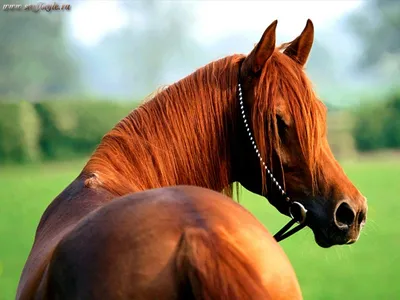 Рыжая лошадь - красивые фото