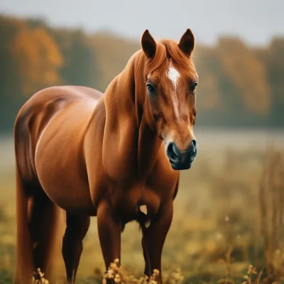 Лошадь Пржевальского | Борис Седых | Дзен
