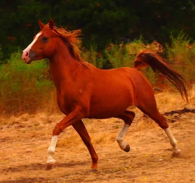 верховая прогулка рыжая лошадь фотография Stock | Adobe Stock