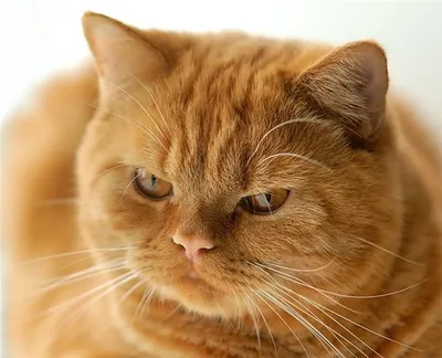 британский рыжий кот: 17 тыс изображений найдено в Яндекс.Картинках |  Pretty cats, Cats, Orange cats