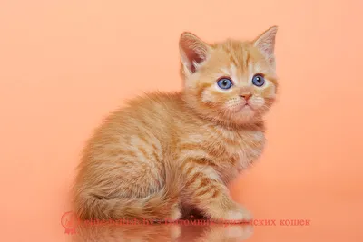 Британские котята красного окраса, мальчик Bekster (Бекстер), помет от  31.12.2021 - ПИТОМНИК ЭЛИТНЫХ БРИТАНСКИХ КОШЕК, КОТЯТ ELITE BRITISH