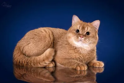 Рыжие британские котята (218 фото) - фото - картинки и рисунки: скачать  бесплатно