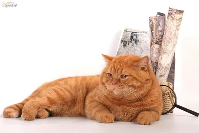 Питомник британских кошек Red sail