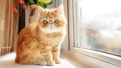 Британская кошка рыжего окраса: история выведения, стандарты и особенности,  фото красных котов-британцев