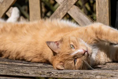 Найден рыжий британский кот (ФОТО) | 13.04.2020 | Новокузнецк - БезФормата