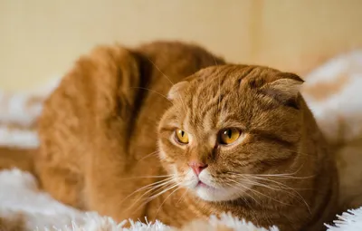 Рыжая шиншилла кошка - 70 фото