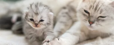 Топ пород рыжих кошек - Питомцы Mail.ru