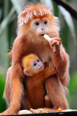 Рыжие обезьяны.. | ОБО ВСЕМ | Фотострана | Пост №1112823520