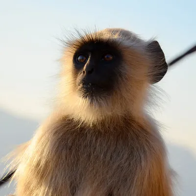4K изображения Рыжей обезьяны: Свежие фотографии для вашего экрана | Рыжая  обезьяна Фото №1434469 скачать