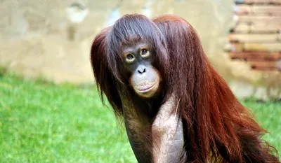 Рыжий детёныш родился у чёрных обезьян в Новосибирском зоопарке