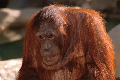 В Новосибирском зоопарке родилась редкая рыжая обезьяна-очкарик