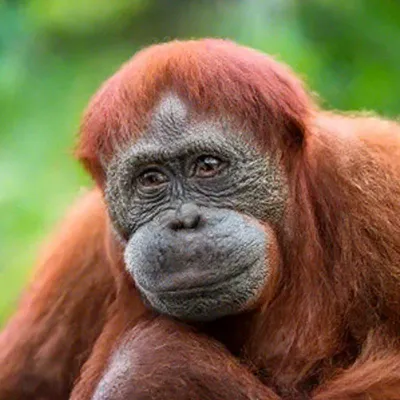 Обезьяна Животные Орангутанг - Бесплатное фото на Pixabay - Pixabay