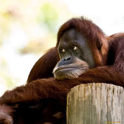 Photo: обезьяны мира - рыжая горилла