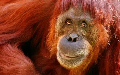 Профиль смешной обезьян в зоопарке города рыжий. Стоковое Изображение -  изображение насчитывающей шерсть, меховой: 183277825
