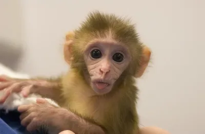 Орангутан: большая рыжая обезьяна - Рассказы о животных | Некоммерческий  учебно-познавательный интернет-портал Зоогалактика