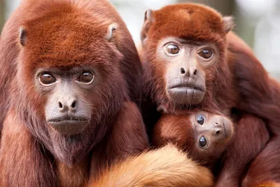 Рыжая лохматая обезьяна - 69 фото