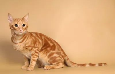 Рыжий бенгальский кот фото 