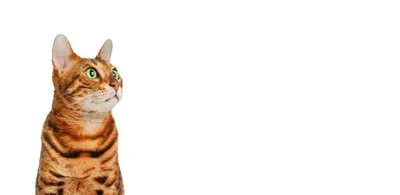 Красивый рыжий британский кот с …» — создано в Шедевруме