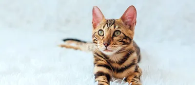 Пропал бенгальский кот на Рогожском Валу 6! | Pet911.ru