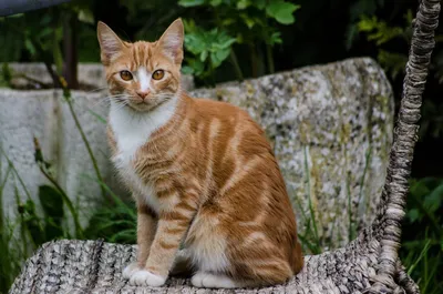 Рыжий бенгальский кот - 67 фото