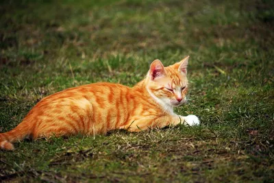 Рыжий бенгальский кот - картинки и фото koshka.top