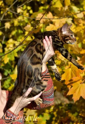 Бенгальский кот подросток Морис в добрые руки купить на Зозу.ру