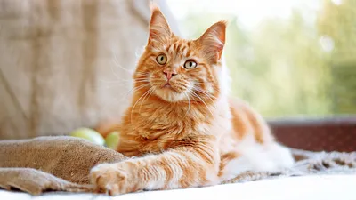 Котёнок Бонифаций, бенгальский кот, котик - валяная игрушка из шерсти в  интернет-магазине Ярмарка Мастеров по цене 12800 ₽ – 9COZVBY | Войлочная  игрушка, Сочи - доставка по России