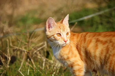 Бенгальский кот рыжий окрас - картинки и фото koshka.top