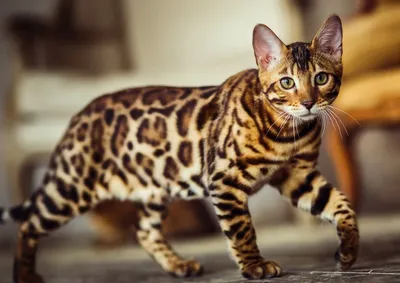 Бенгальская кошка: все о кошке, фото, описание породы, характер, цена