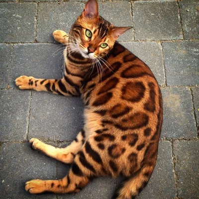 Кот тигровой окраски - 73 фото