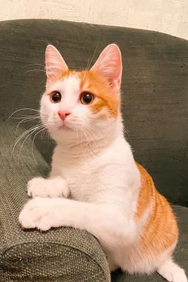 Толстый жирный кот рыжий полосатый …» — создано в Шедевруме