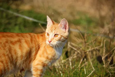 Рыжие бенгальские коты - 45 фото